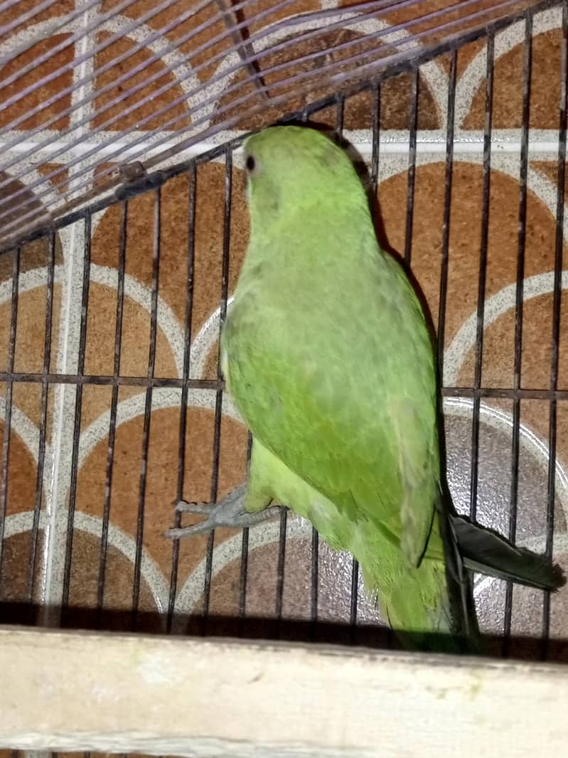green talking parrot 2