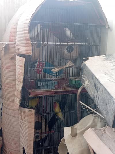 sale one pair Java and one pair Lotino bird's with Cage.