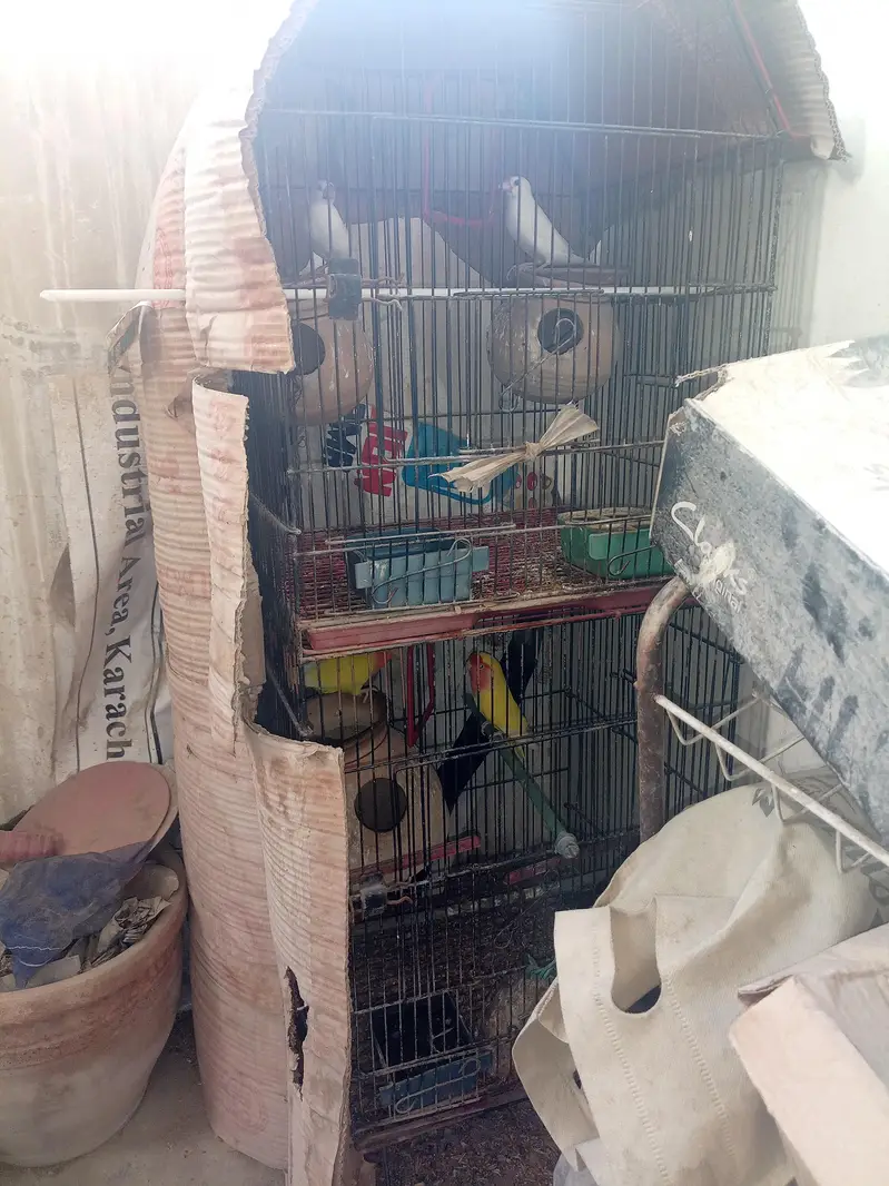 sale one pair Java and one pair Lotino bird's with Cage. — photo 2