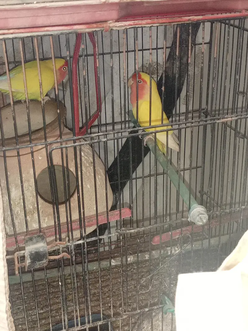 sale one pair Java and one pair Lotino bird's with Cage. — photo 3