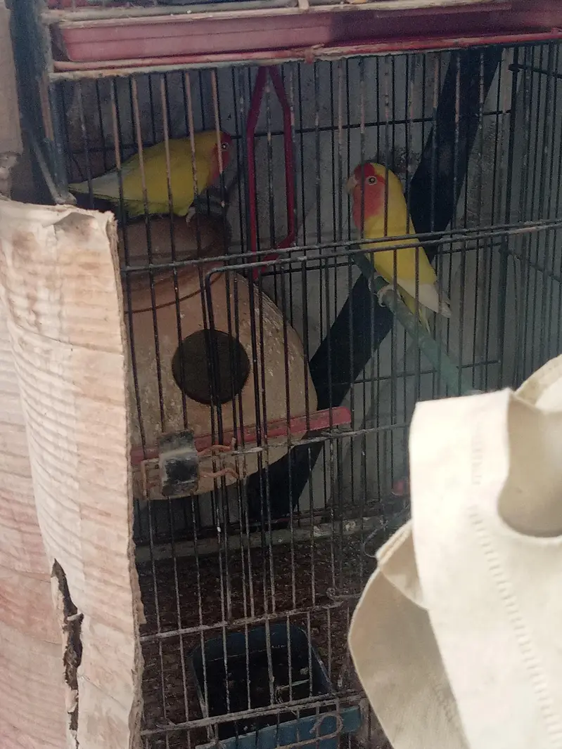 sale one pair Java and one pair Lotino bird's with Cage. — photo 4