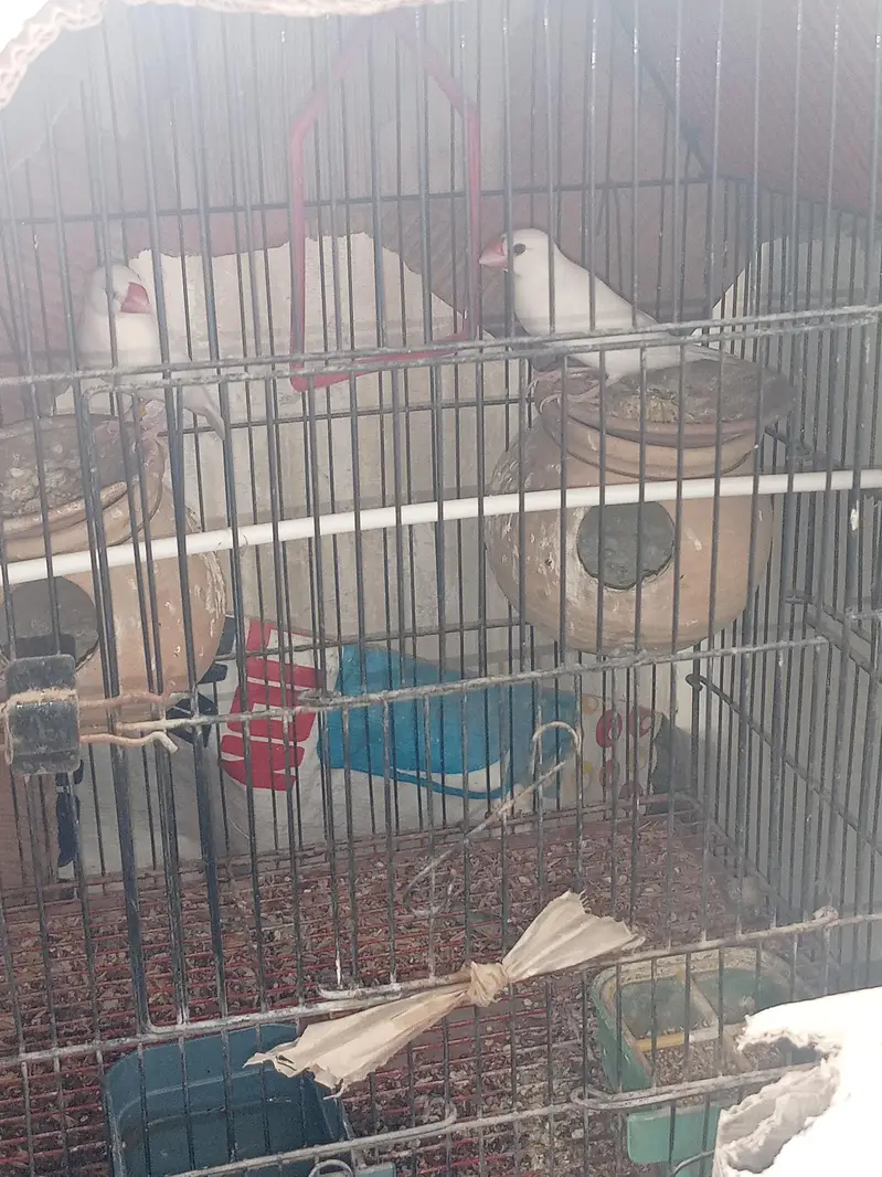 sale one pair Java and one pair Lotino bird's with Cage. — photo 5