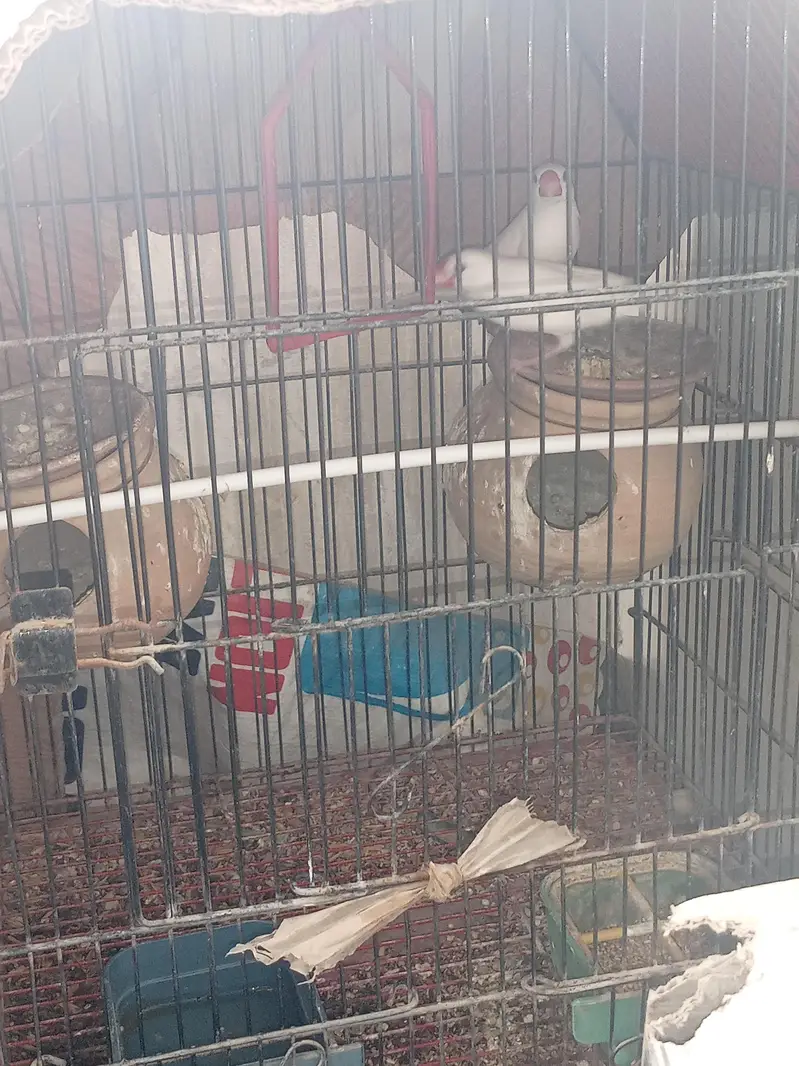 sale one pair Java and one pair Lotino bird's with Cage. — photo 6