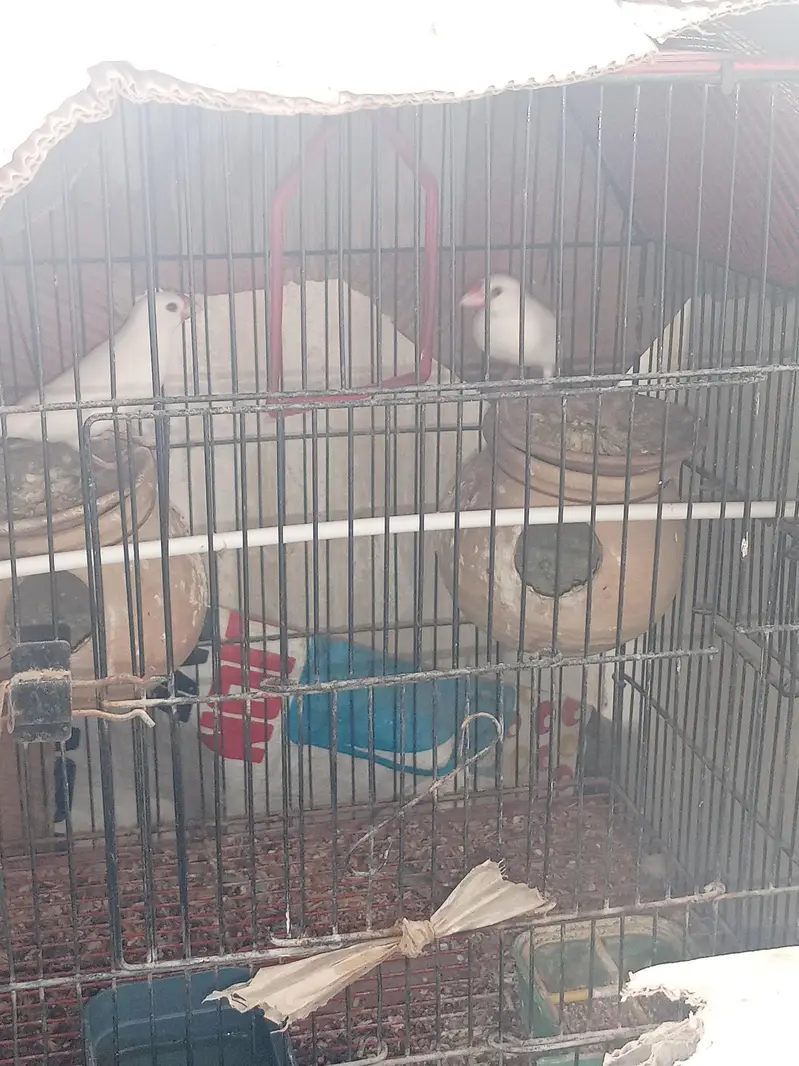 sale one pair Java and one pair Lotino bird's with Cage. — photo 7