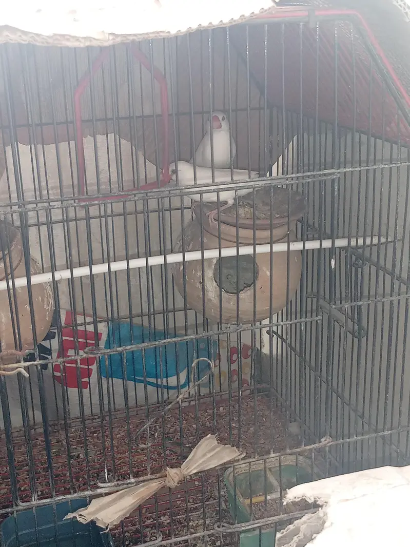 sale one pair Java and one pair Lotino bird's with Cage. — photo 8