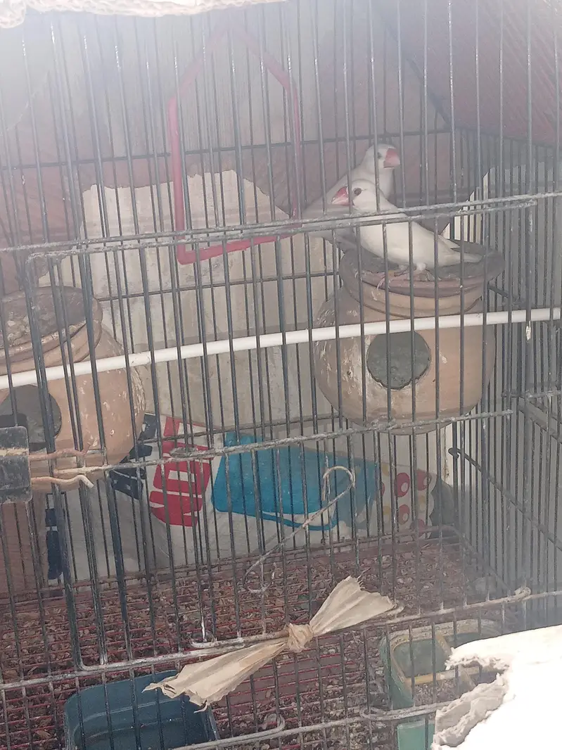 sale one pair Java and one pair Lotino bird's with Cage. — photo 9
