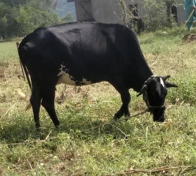 Cow With Bachra For Sale