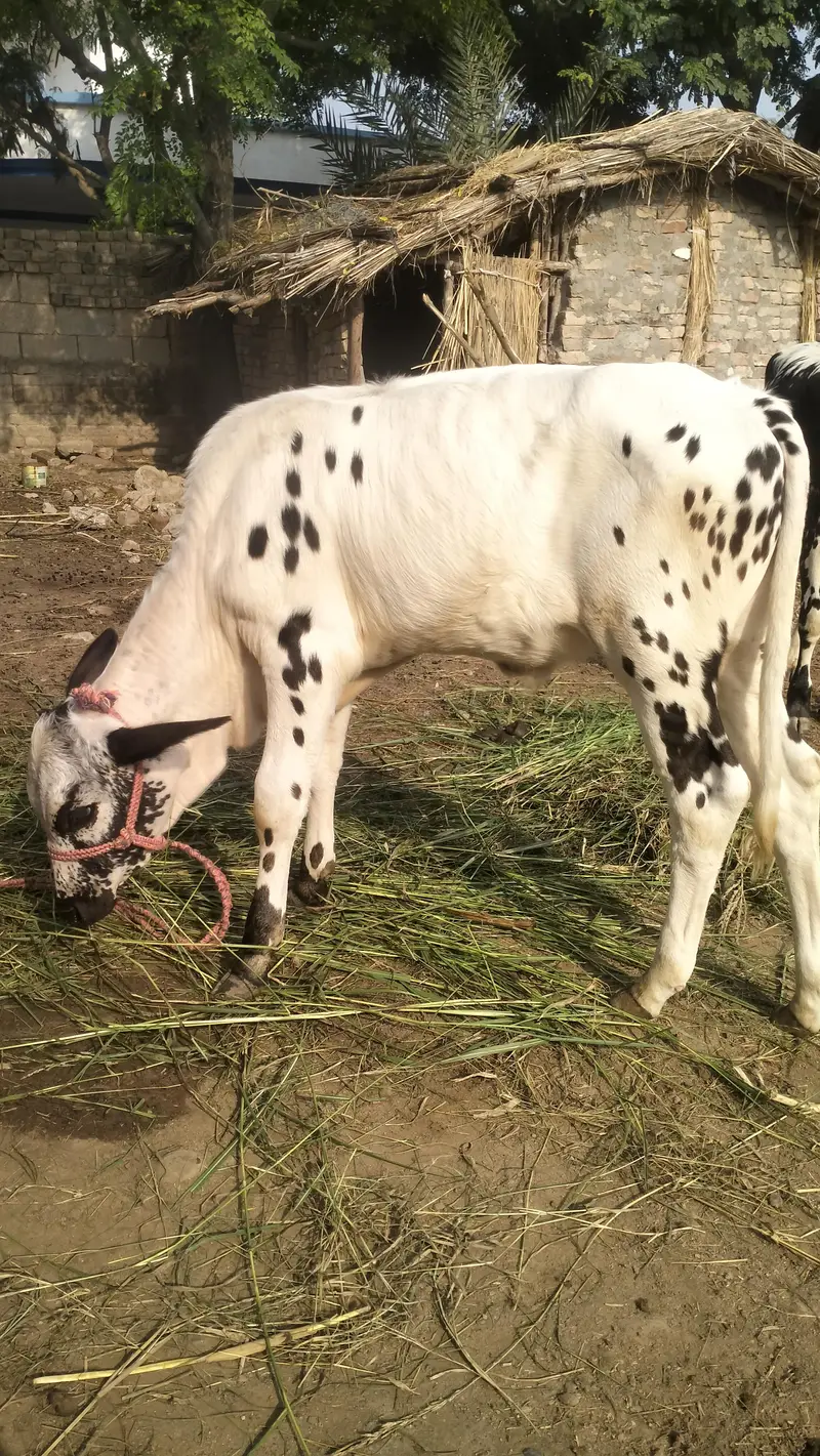 Cow With Bachra For Sale — photo 2