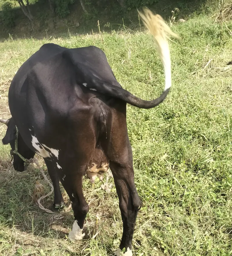 Cow With Bachra For Sale — photo 3