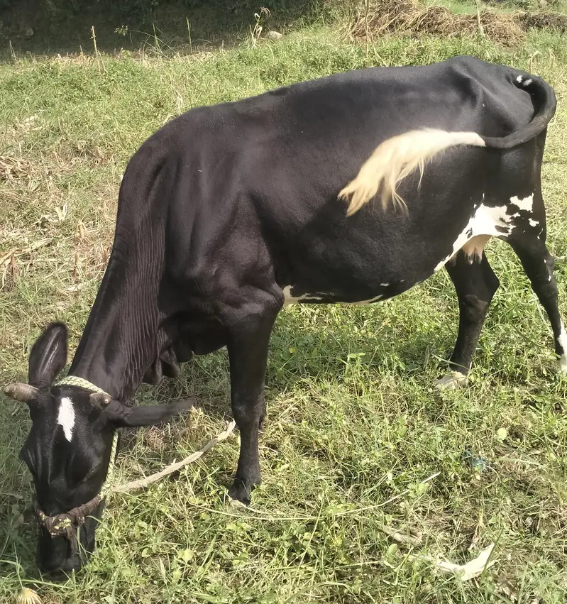 Cow With Bachra For Sale — photo 4