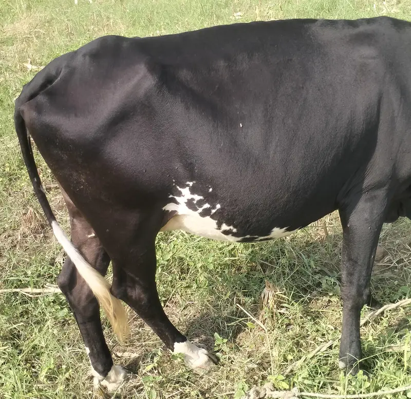 Cow With Bachra For Sale — photo 6