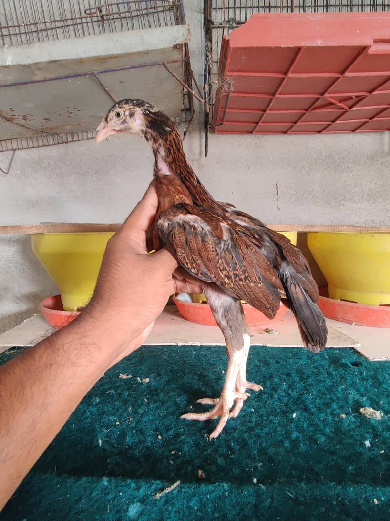 Aseel Chicks 4