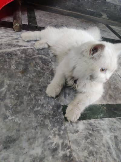 Persian cat for sale