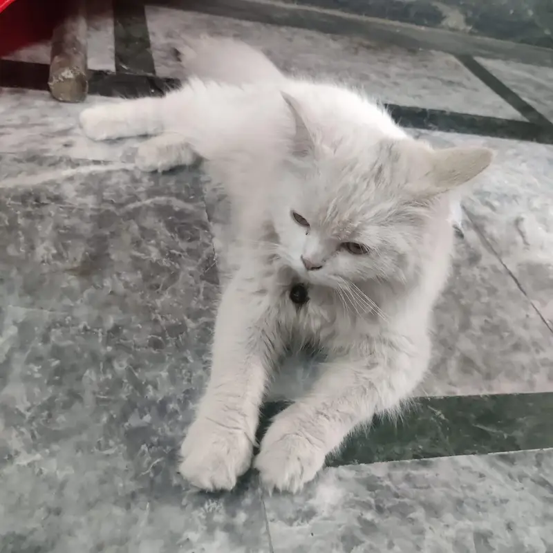 Persian cat for sale — photo 2