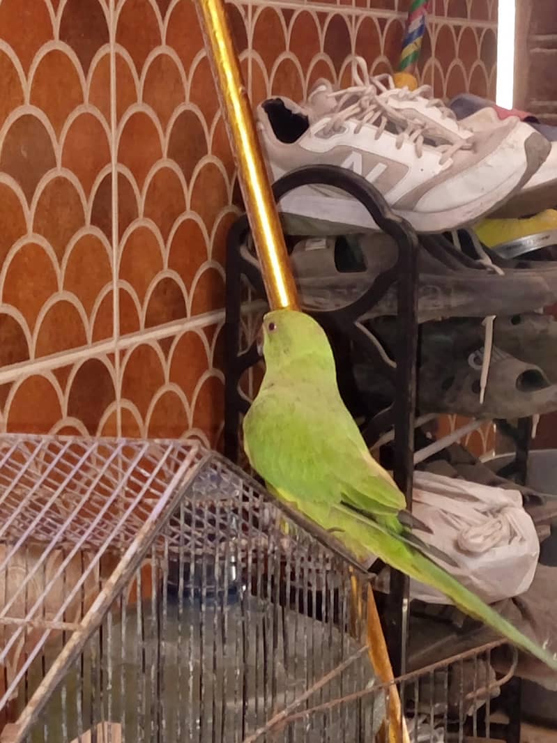 green talking parrot 3