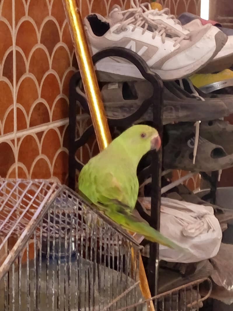 green talking parrot 4