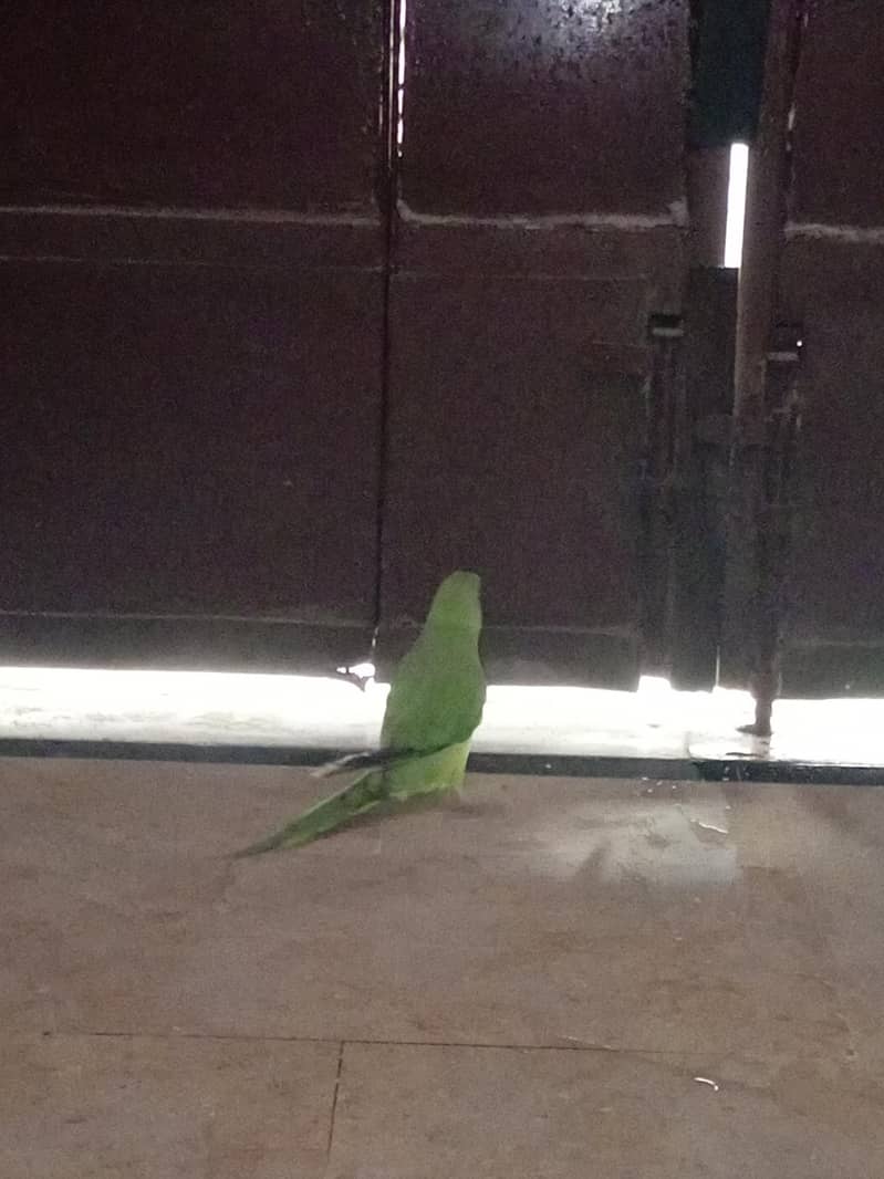 green talking parrot 5