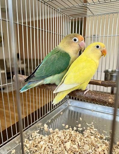 Love birds and Australian