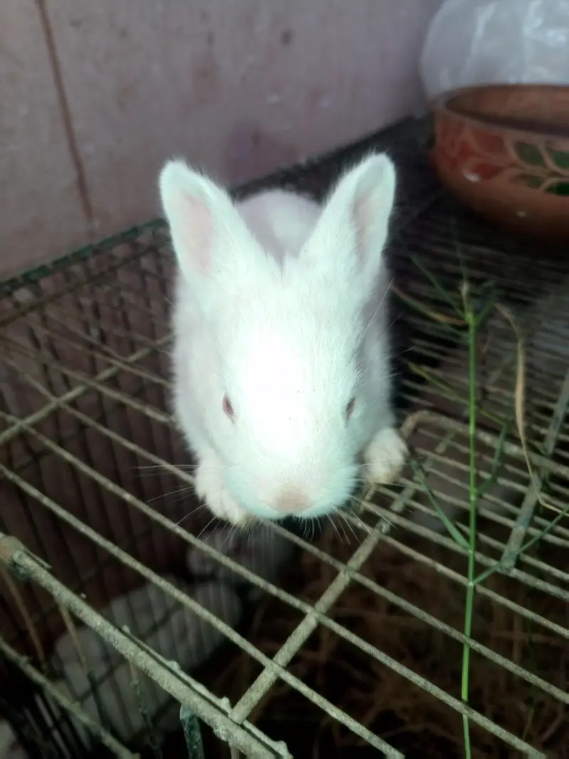 newzeland white Red eyes Bannies — photo 3