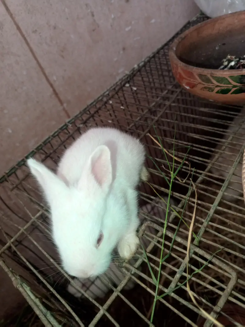 newzeland white Red eyes Bannies — photo 4
