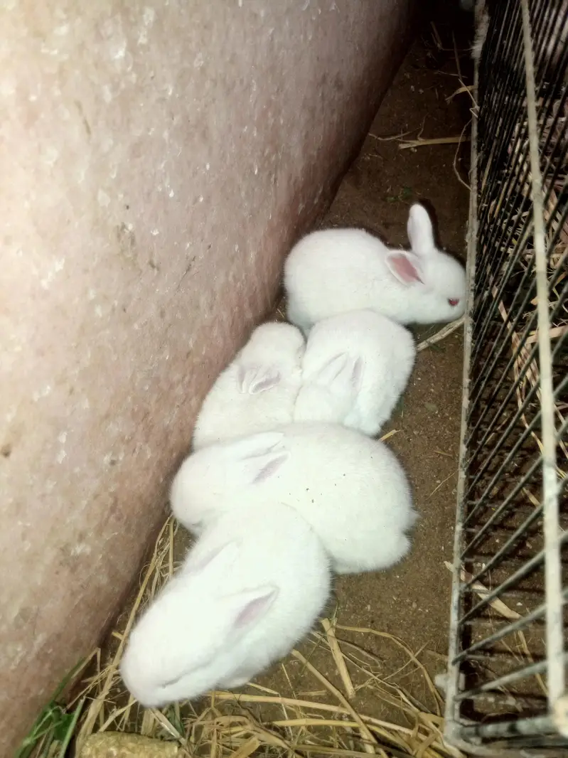 newzeland white Red eyes Bannies — photo 5