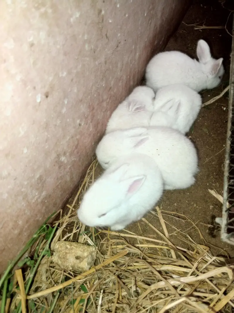 newzeland white Red eyes Bannies — photo 6