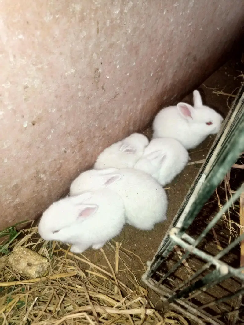 newzeland white Red eyes Bannies — photo 8