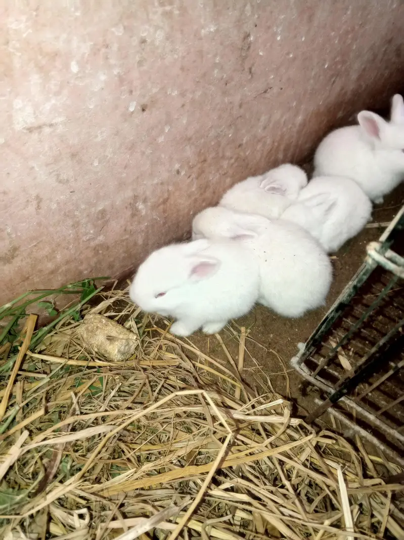 newzeland white Red eyes Bannies — photo 9