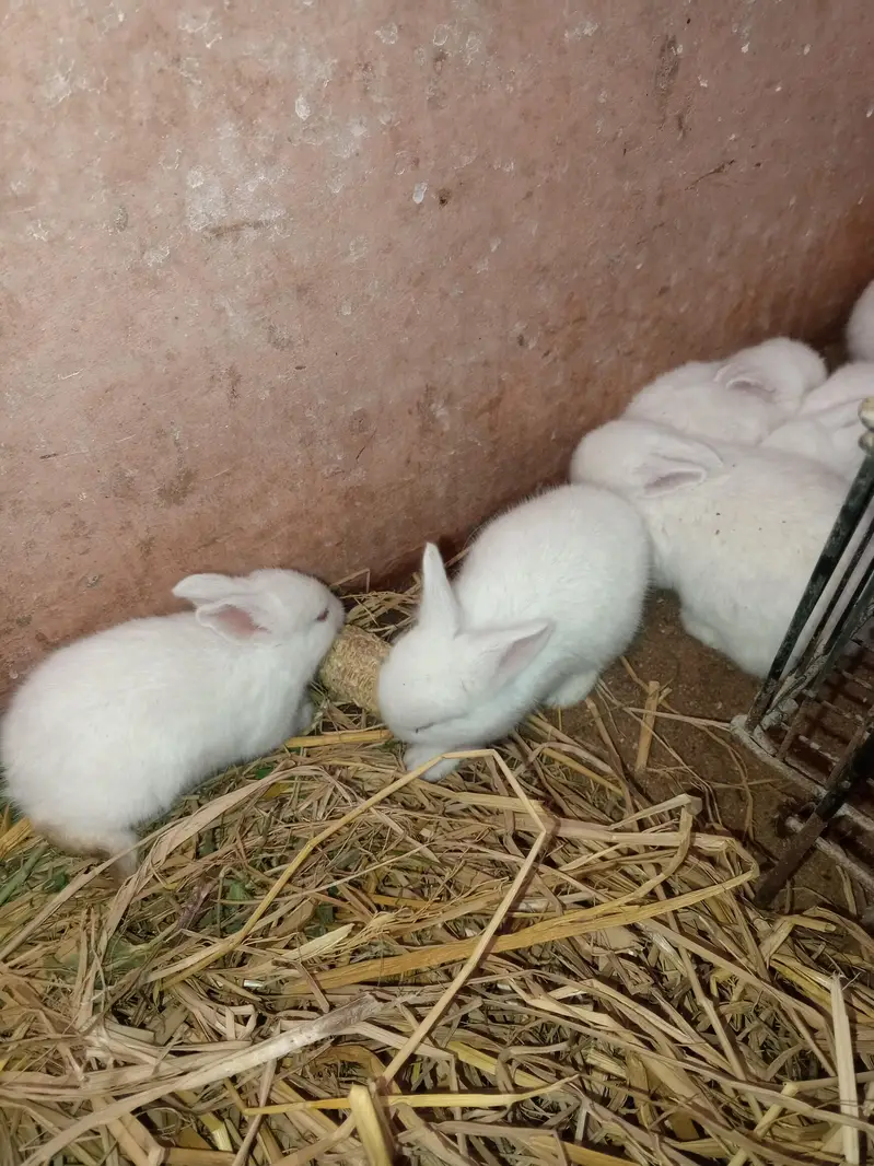 newzeland white Red eyes Bannies — photo 10