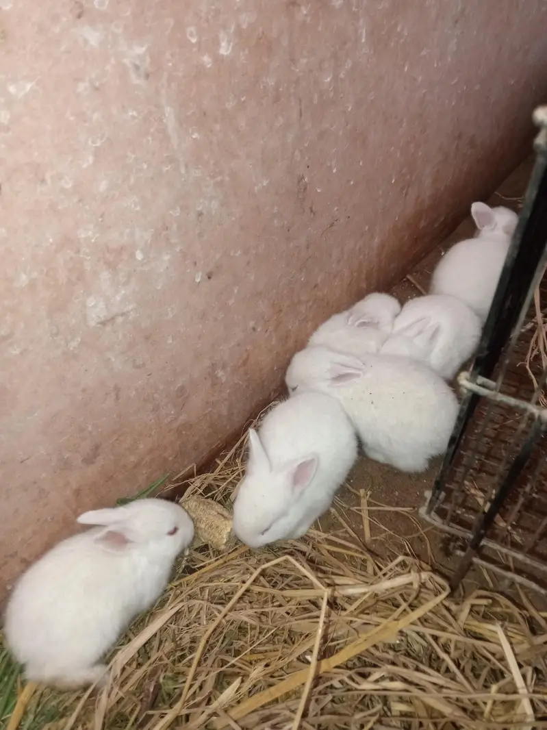 newzeland white Red eyes Bannies — photo 11