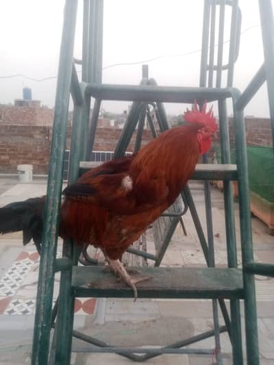 dassi murga murgi