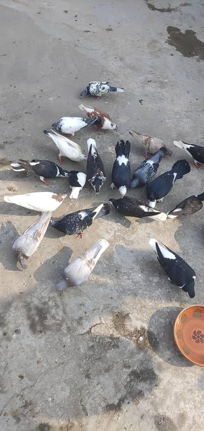 All Pigeons For Sale Kabutar Rangdar