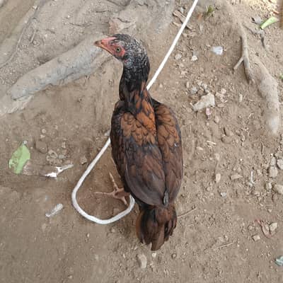 i was sell the hen