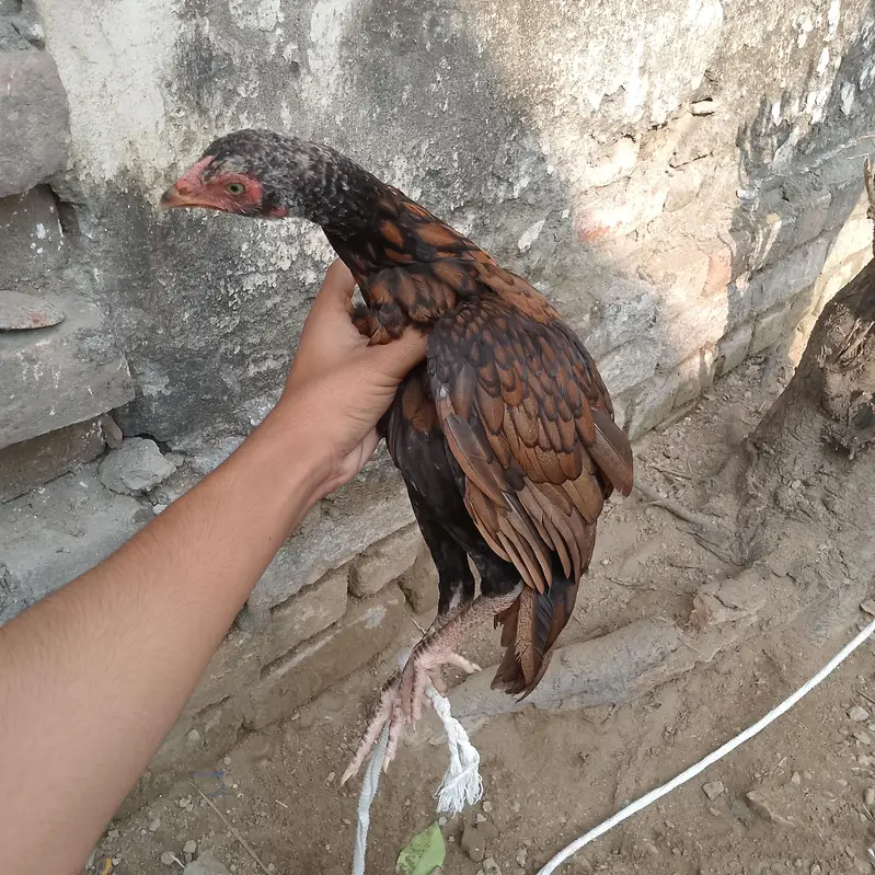 i was sell the hen — photo 2
