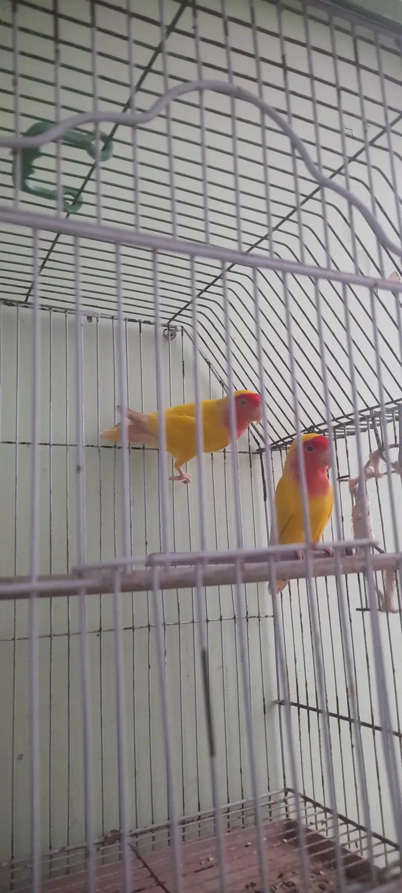 love birds pair — photo 2