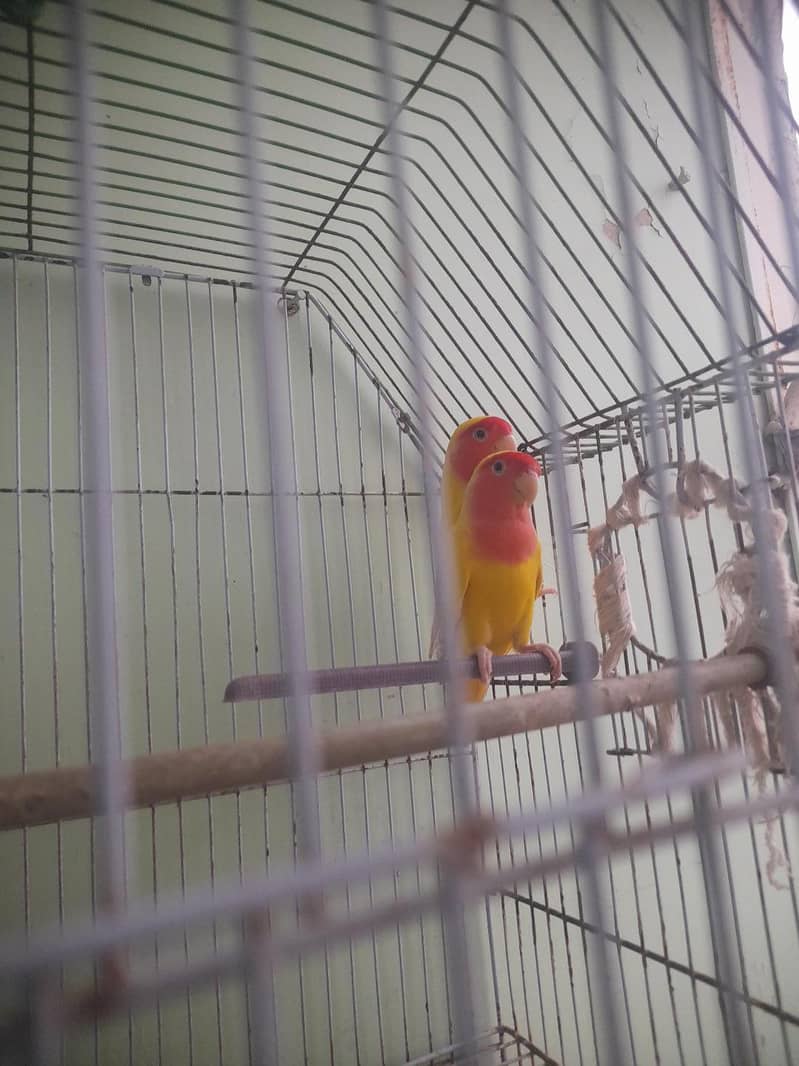 love birds pair 2