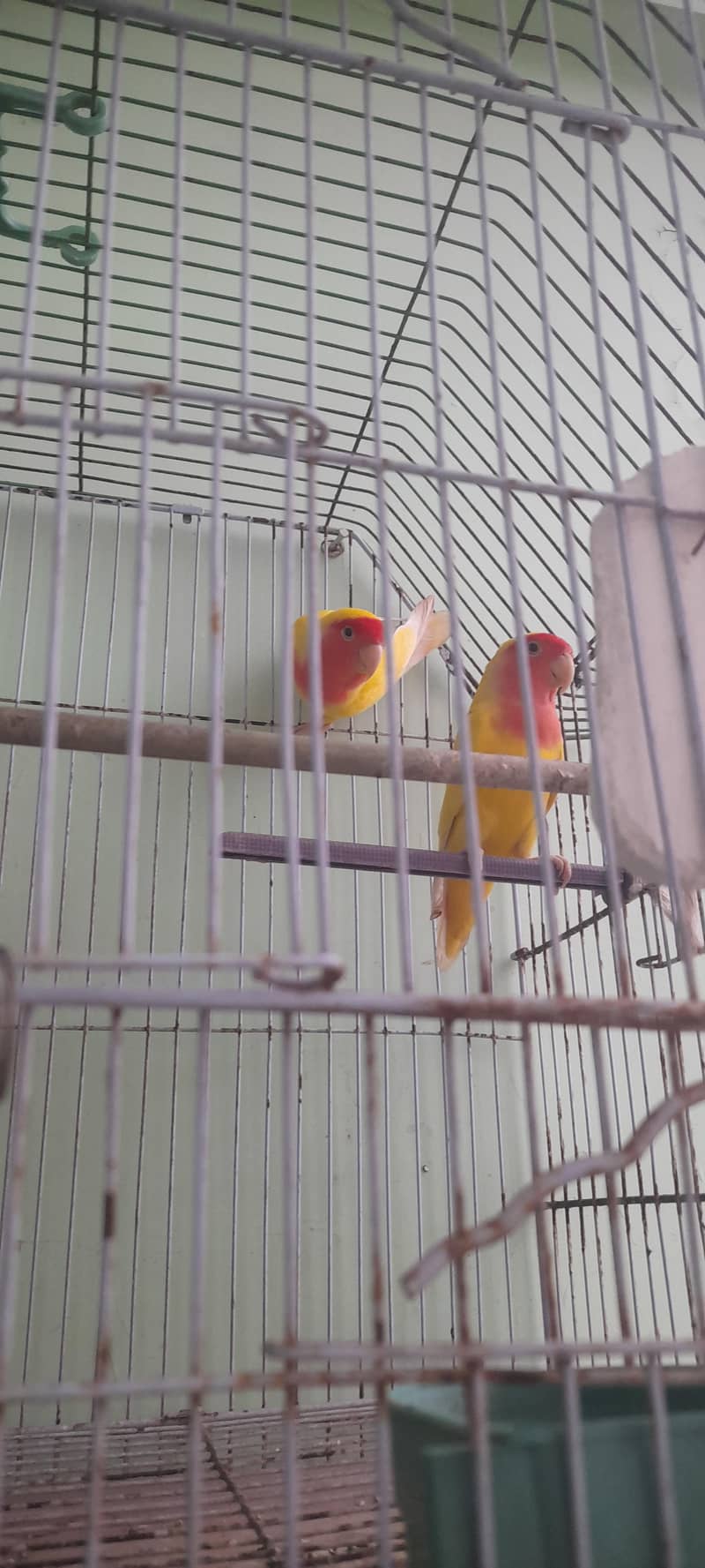 love birds pair 3