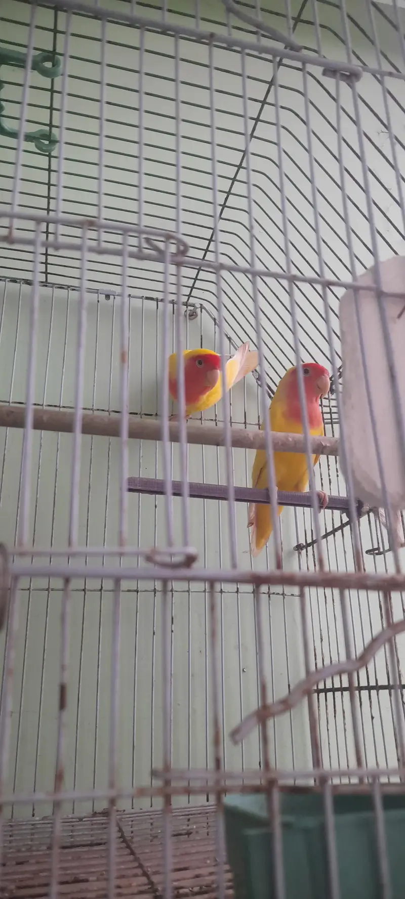 love birds pair — photo 4
