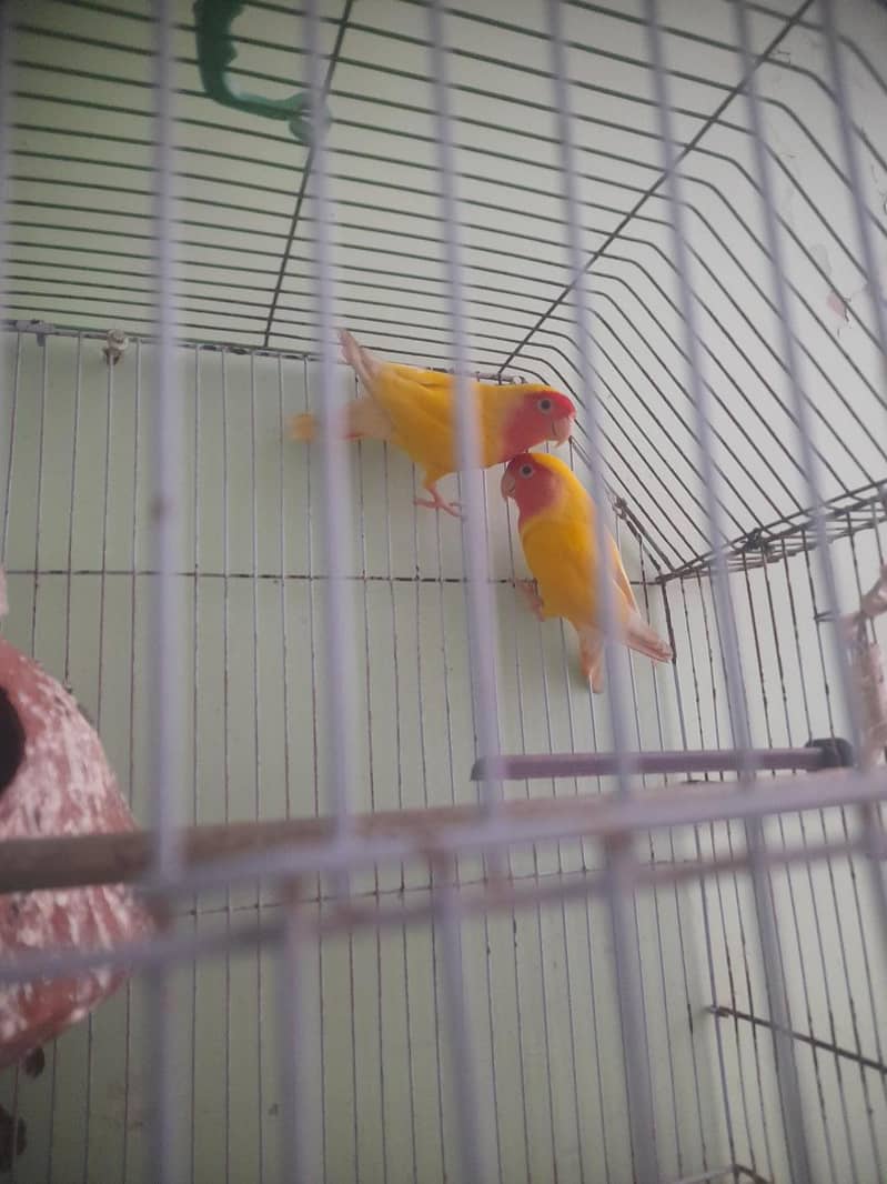 love birds pair 4