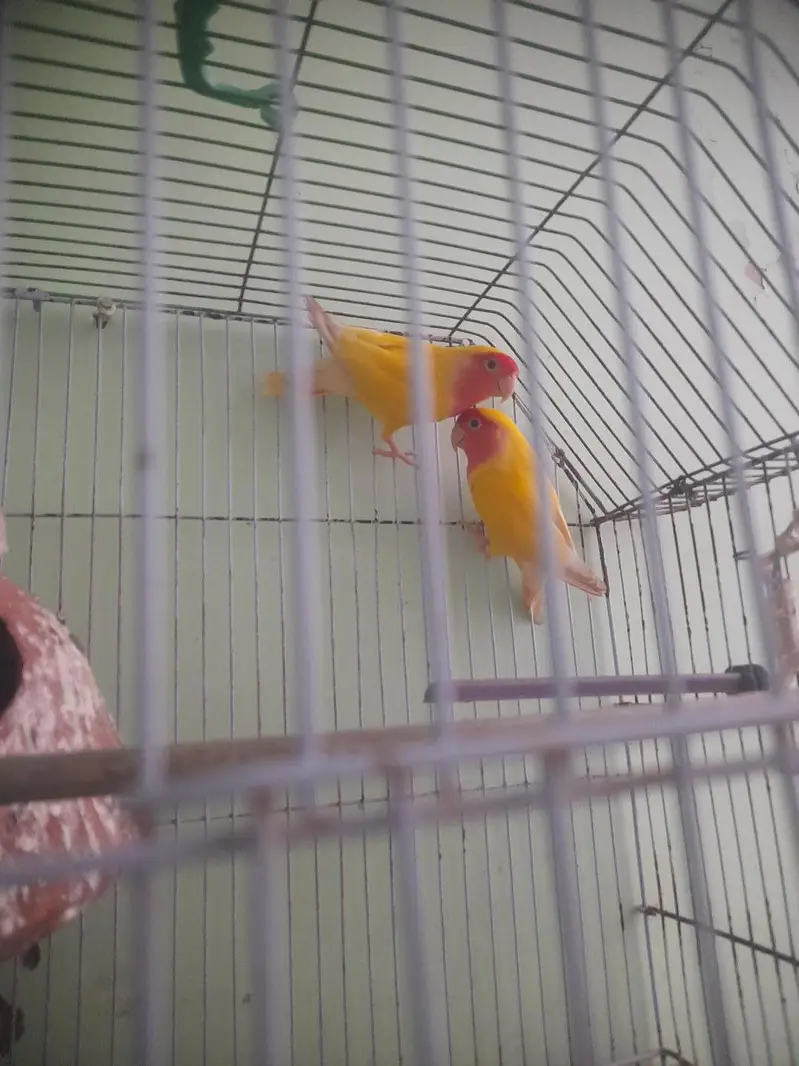 love birds pair — photo 5