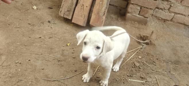 Bull terrier baby available for sale