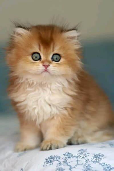Cat | kittens | Persian | Male | Female | Pair |Wtsp me 0348# Ö163Ö63#
