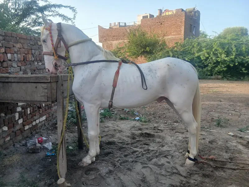 Desi Horse