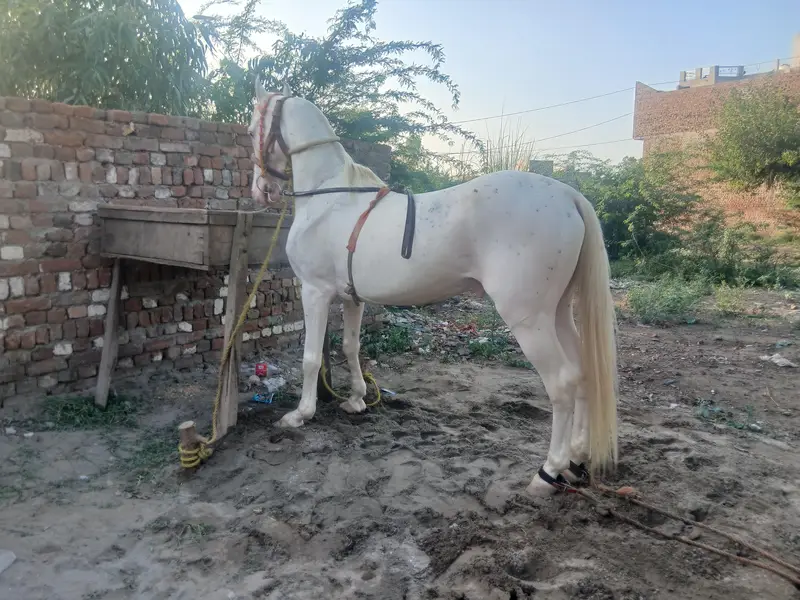 Desi Horse — photo 2