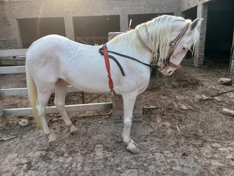 Desi Horse — photo 3