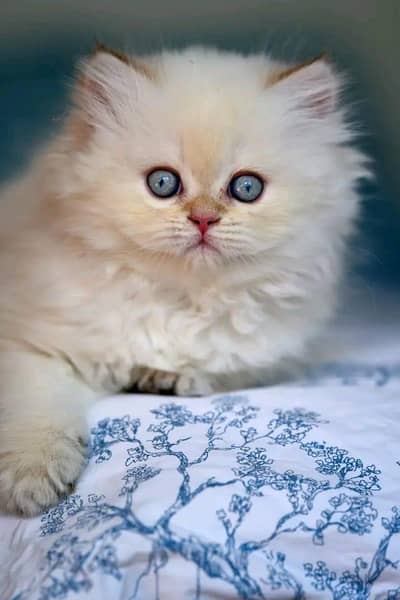 Cat | kittens | Persian | 3 Cote | Fluffy WA mesg 0348#0163#063^