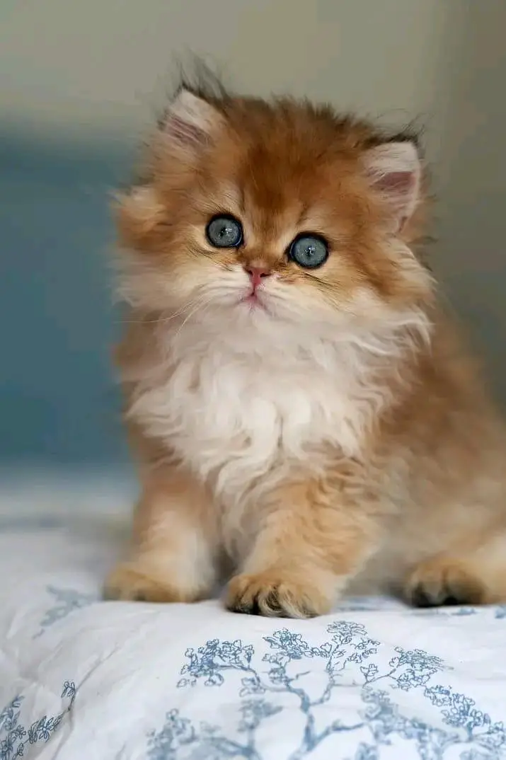 Cat | kittens | Persian | 3 Cote | Fluffy WA mesg 0348#0163#063^ — photo 2