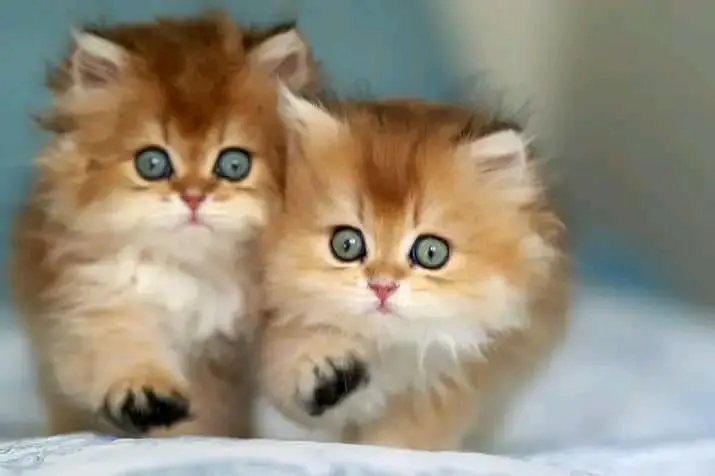 Cat | kittens | Persian | 3 Cote | Fluffy WA mesg 0348#0163#063^ — photo 3