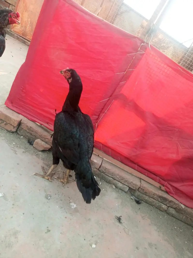 aseel jora — photo 5