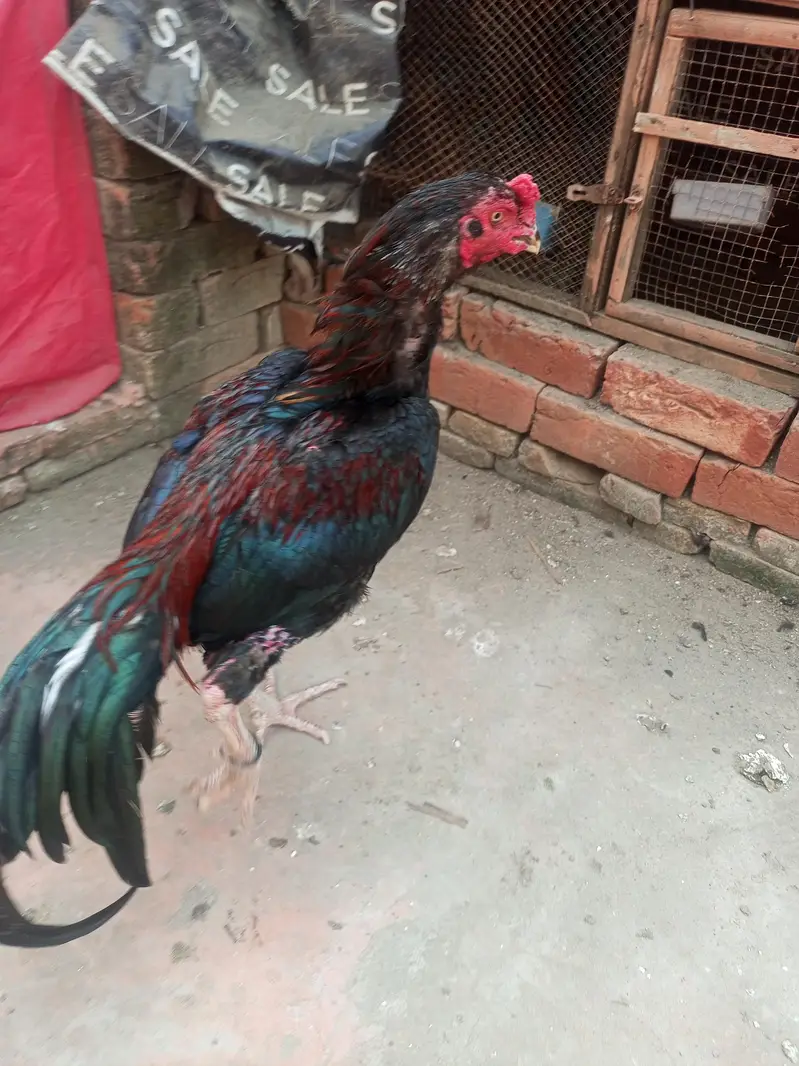 aseel jora — photo 7